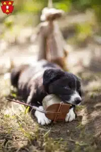 Mehr über den Artikel erfahren Border Collie Züchter und Welpen in Kleve