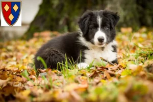 Mehr über den Artikel erfahren Border Collie Züchter und Welpen in Lüchow (Wendland)