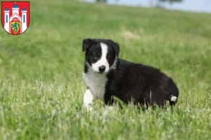 Mehr über den Artikel erfahren Border Collie Züchter und Welpen in Lüneburg