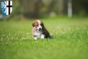 Mehr über den Artikel erfahren Border Collie Züchter und Welpen in Meschede