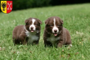 Mehr über den Artikel erfahren Border Collie Züchter und Welpen in Minden