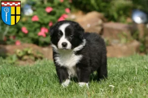 Mehr über den Artikel erfahren Border Collie Züchter und Welpen in Mönchengladbach