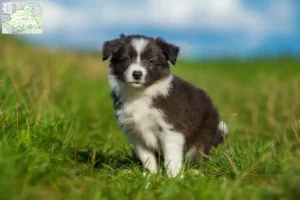 Mehr über den Artikel erfahren Border Collie Züchter und Welpen aus dem Münsterland