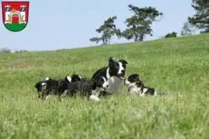 Mehr über den Artikel erfahren Border Collie Züchter und Welpen in Neuburg an der Donau