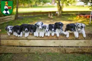 Mehr über den Artikel erfahren Border Collie Züchter und Welpen in Neustadt an der Aisch