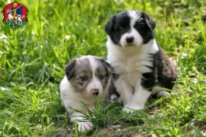 Mehr über den Artikel erfahren Border Collie Züchter und Welpen in Neustadt an der Waldnaab