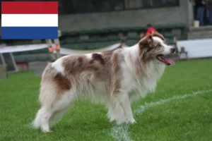 Mehr über den Artikel erfahren Border Collie Züchter und Welpen in den Niederlanden