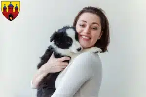 Mehr über den Artikel erfahren Border Collie Züchter und Welpen in Oldenburg