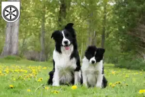 Mehr über den Artikel erfahren Border Collie Züchter und Welpen in Osnabrück