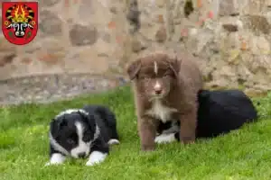 Mehr über den Artikel erfahren Border Collie Züchter und Welpen in Parchim