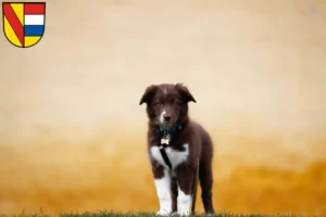 Mehr über den Artikel erfahren Border Collie Züchter und Welpen in Pforzheim