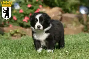 Mehr über den Artikel erfahren Border Collie Züchter und Welpen in Reinickendorf