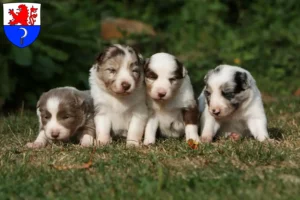 Mehr über den Artikel erfahren Border Collie Züchter und Welpen in Remscheid