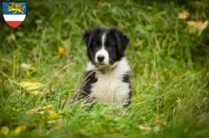 Mehr über den Artikel erfahren Border Collie Züchter und Welpen in Rostock