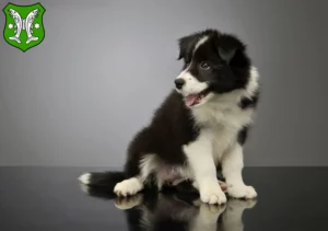 Mehr über den Artikel erfahren Border Collie Züchter und Welpen in Saalfeld/Saale