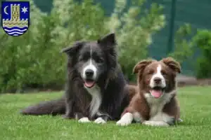 Mehr über den Artikel erfahren Border Collie Züchter und Welpen in Schleswig