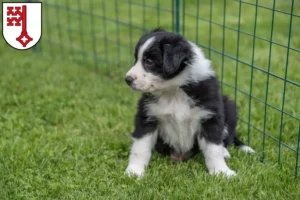 Mehr über den Artikel erfahren Border Collie Züchter und Welpen in Soest