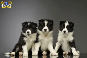 Mehr über den Artikel erfahren Border Collie Züchter und Welpen in Stade