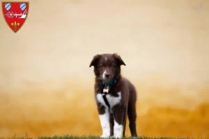 Mehr über den Artikel erfahren Border Collie Züchter und Welpen in Straubing