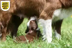 Mehr über den Artikel erfahren Border Collie Züchter und Welpen in Tuttlingen