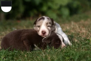 Mehr über den Artikel erfahren Border Collie Züchter und Welpen in Ulm