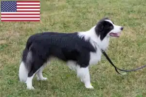 Mehr über den Artikel erfahren Border Collie Züchter und Welpen in den USA