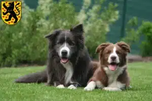 Mehr über den Artikel erfahren Border Collie Züchter und Welpen in Weimar