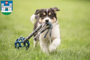 Mehr über den Artikel erfahren Border Collie Züchter und Welpen in Wels