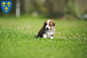 Mehr über den Artikel erfahren Border Collie Züchter und Welpen in Wiesbaden