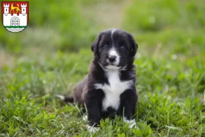 Mehr über den Artikel erfahren Border Collie Züchter und Welpen in Wolfsburg