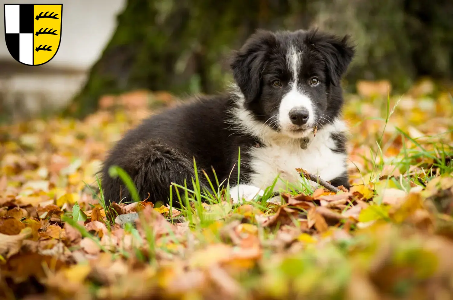 Mehr über den Artikel erfahren Border Collie Züchter und Welpen im Zollernalbkreis