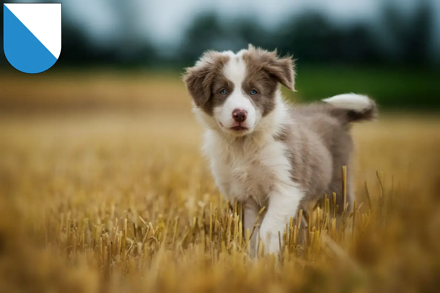 Mehr über den Artikel erfahren Border Collie Züchter und Welpen in Zürich