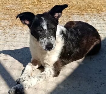 Süsse Elena, geb.Sep. 2023, 35 cm, verträglich mit Hunden + Katzen