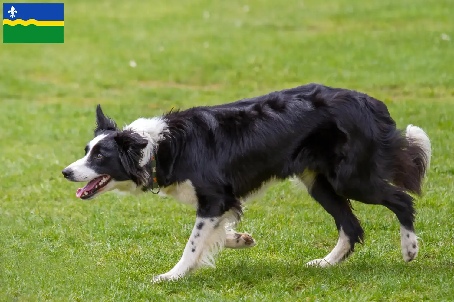 Mehr über den Artikel erfahren Border Collie Züchter und Welpen in Flevoland