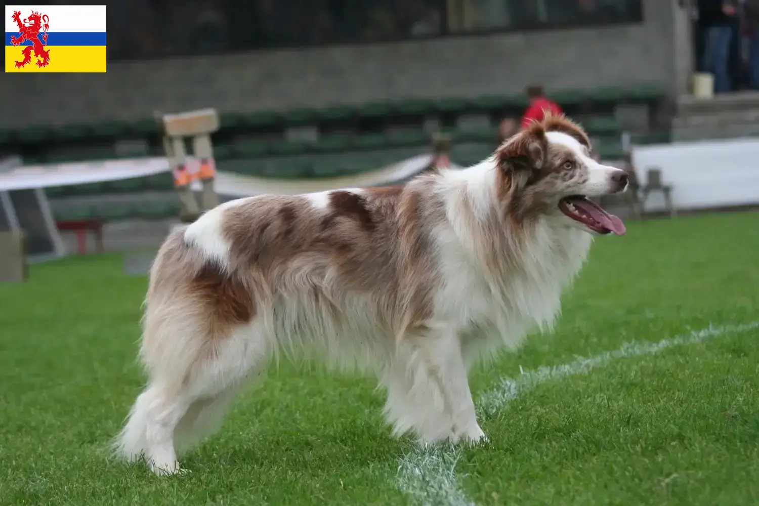 Mehr über den Artikel erfahren Border Collie Züchter und Welpen in Limburg