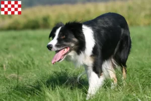 Mehr über den Artikel erfahren Border Collie Züchter und Welpen in Nordbrabant