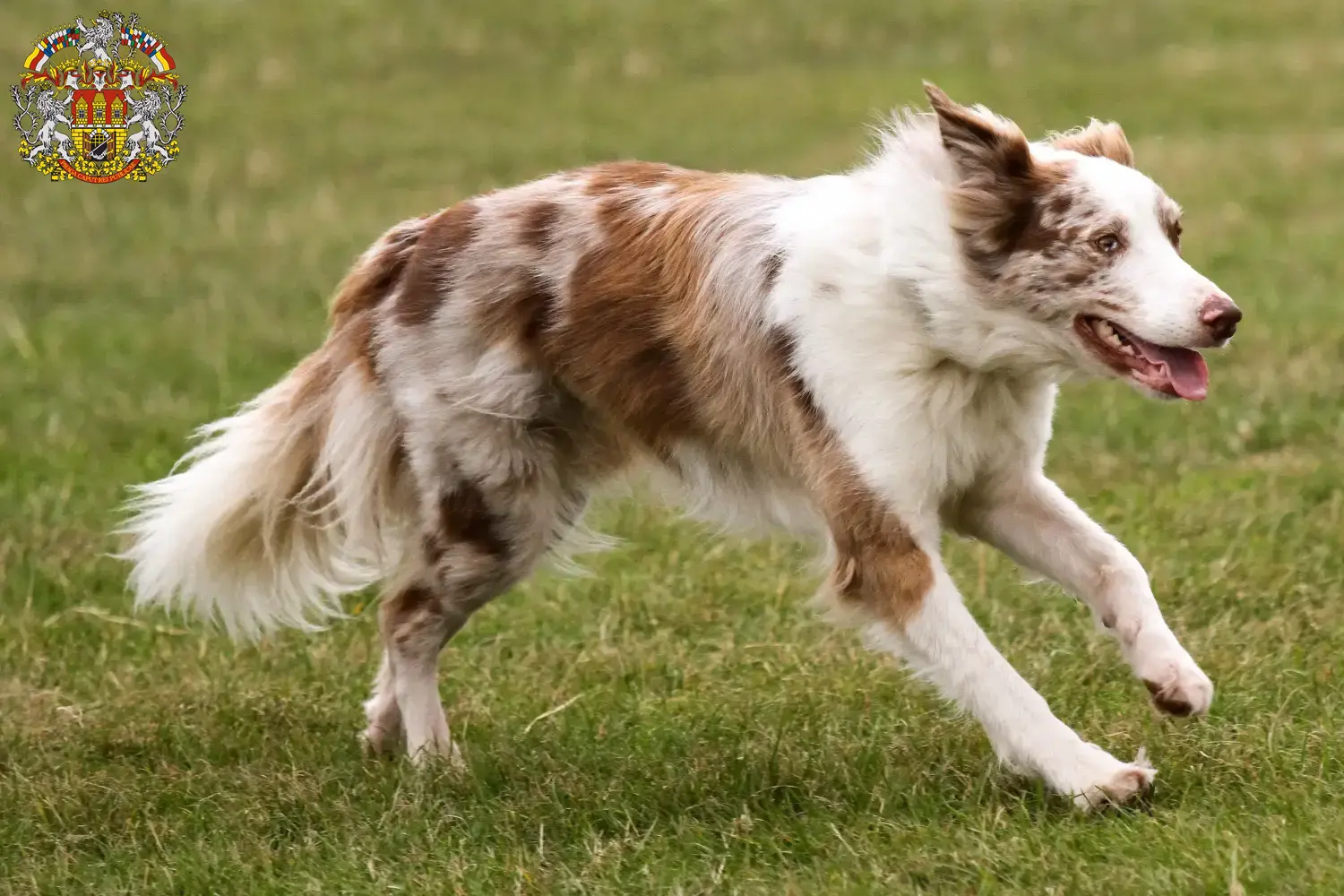 Mehr über den Artikel erfahren Border Collie Züchter und Welpen in Prag