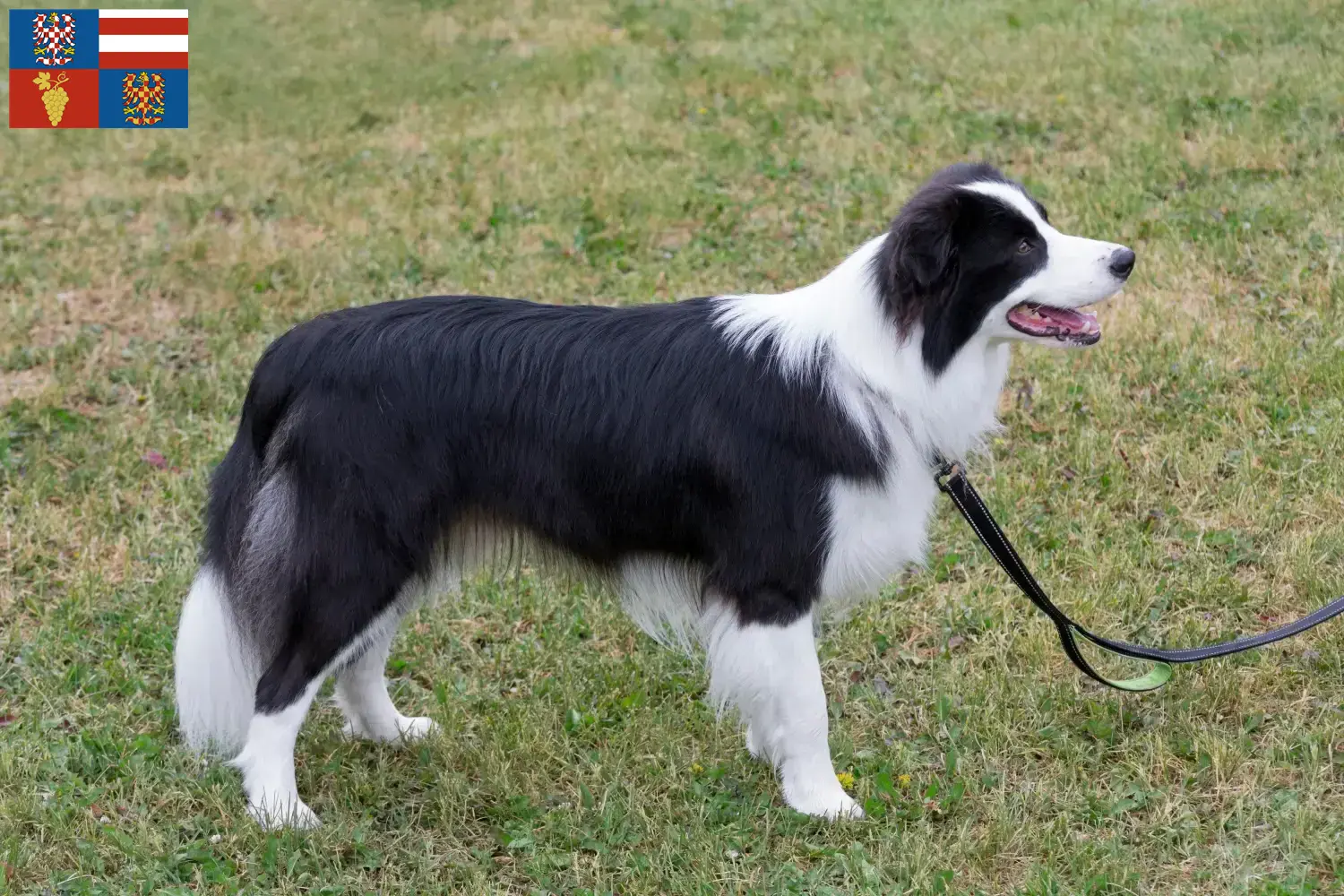 Mehr über den Artikel erfahren Border Collie Züchter und Welpen in Südmähren