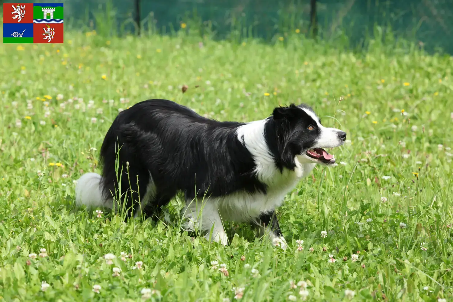 Mehr über den Artikel erfahren Border Collie Züchter und Welpen in Ústí